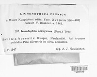 Icmadophila ericetorum image